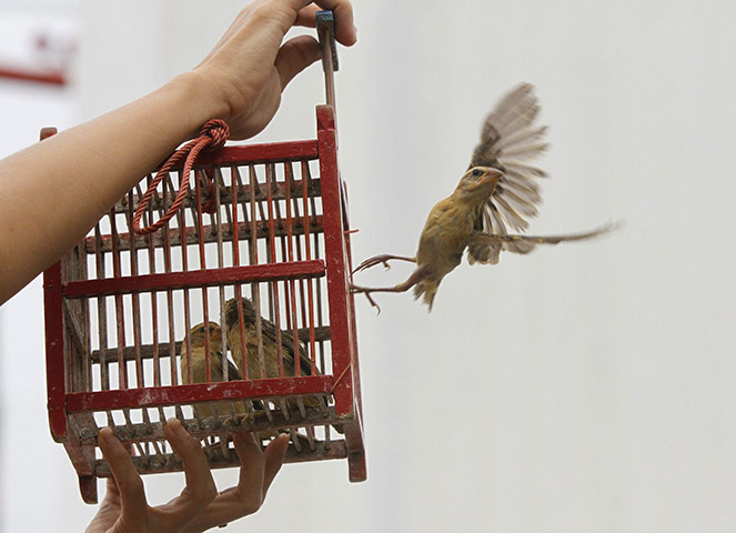 24 hours in pictures: A Thai person releases a bird from a cage for good luck in Lopburi province