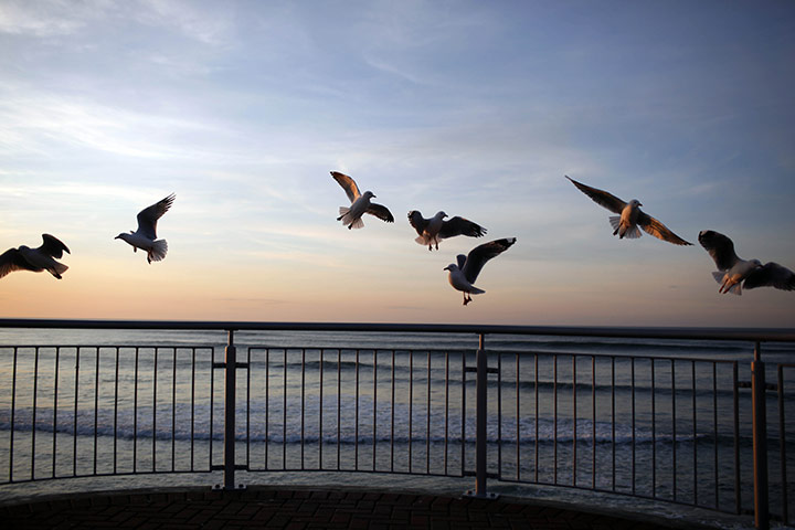 24 hours in pictures: Seagulls takeoff  in the early at morning St Clair Beach 