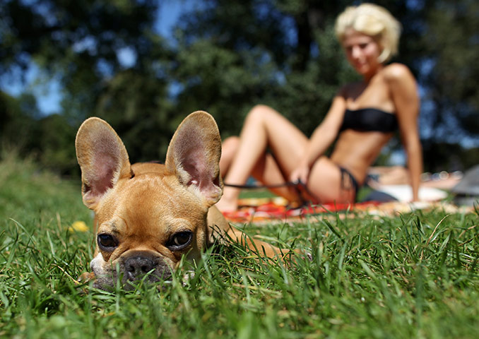 24 hours in pictures: A woman and her dog sunbathe in the English Garden in Munich