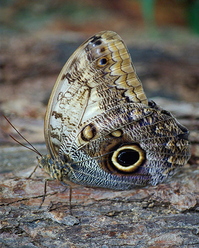 In pictures: spot: Owl Butterfly