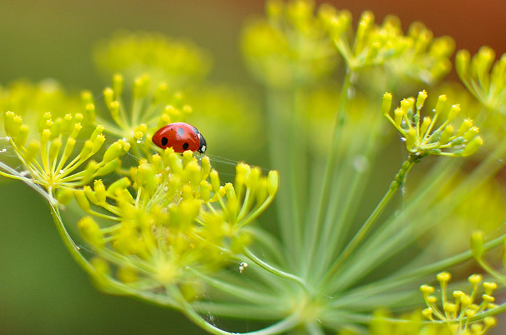 In pictures: spot: ladybird