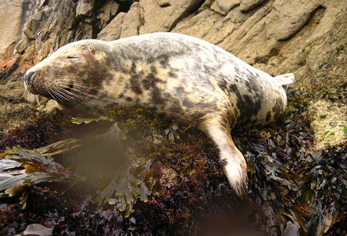 2011 Splash-In: Lundy’s underwater photography competition
