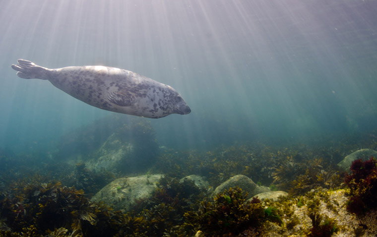 2011 Splash-In: Lundy’s underwater photography competition