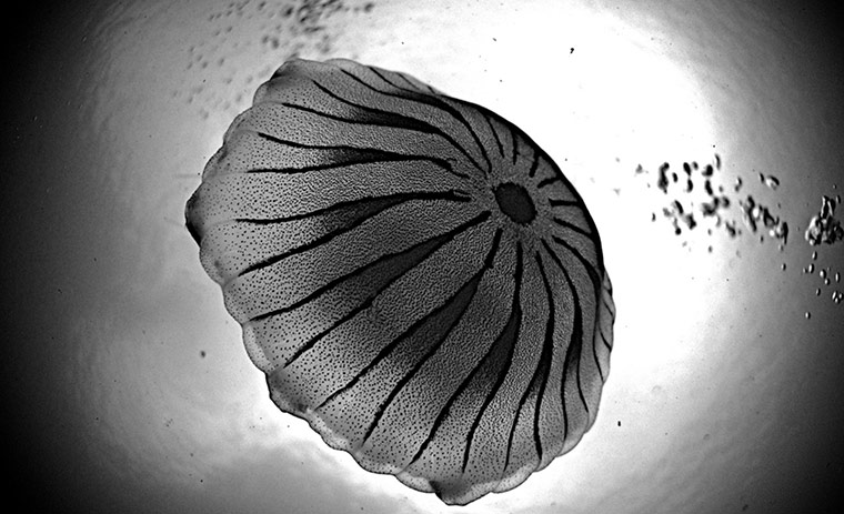 2011 Splash-In: Lundy’s underwater photography competition