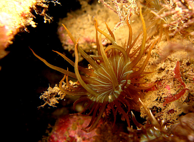 2011 Splash-In: Lundy’s underwater photography competition