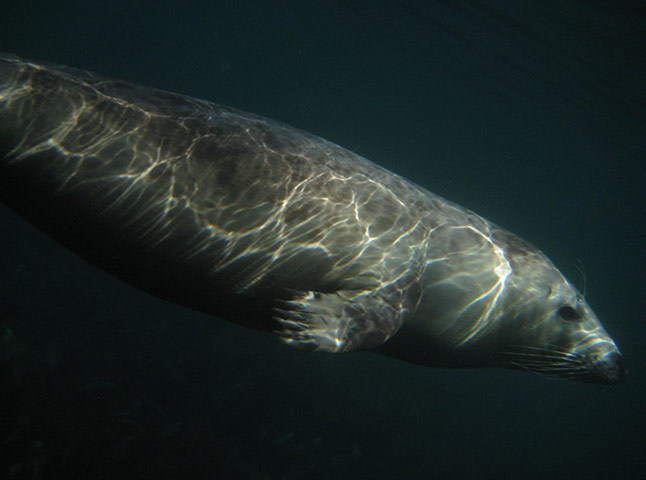 2011 Splash-In: Lundy’s underwater photography competition