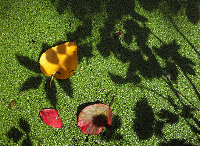 24 hours in pictures: Birmingham, UK: Fallen leaves