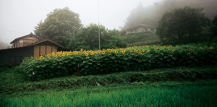 Fukushima: six months on: Fukushima: Sunflowers