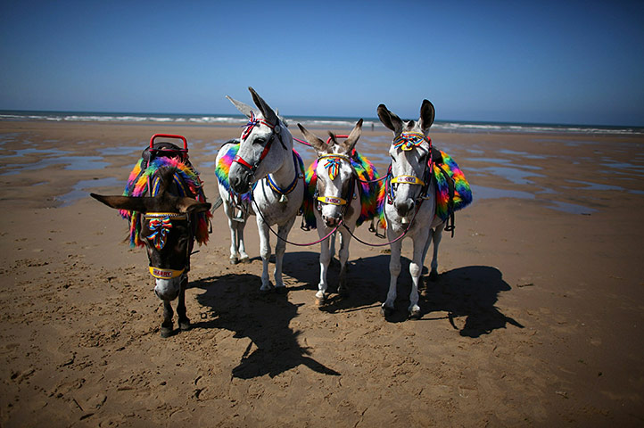 BFC inspirations: Donkeys stand on blackpool beach 