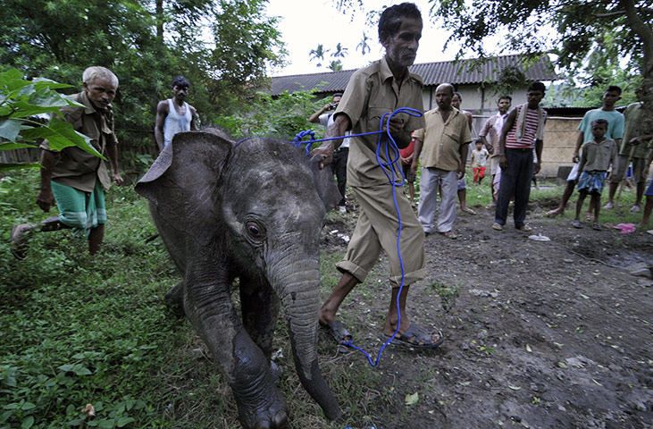 Week in wildlife: Baby Asiatic elephant irescued by villagers in India