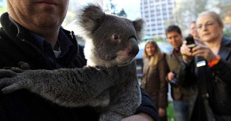 Week in wildlife: National Threatened Species Day in Sydney, Australia - 07 Sep 2011