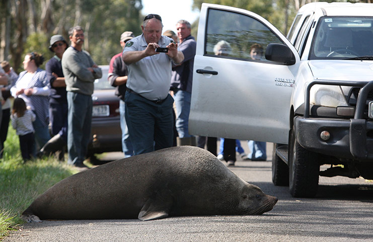 Week in wildlife:  Fur Seal Appears In Victorian Coastal Town