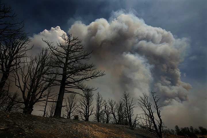 Week in wildlife: USA - California - Wildfires