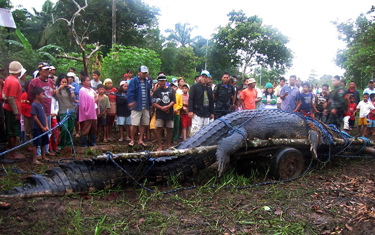 Week in wildlife: Residents look at a crocodile after it was caught in southern Philippines