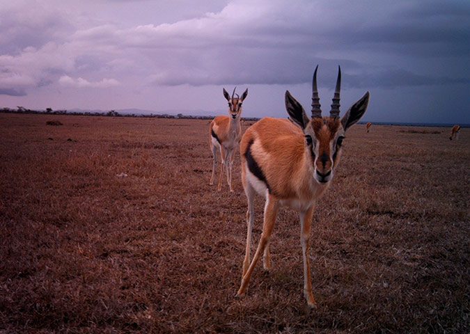 Week in wildlife: Camera trap photographs by Blair Roberts, Kenya 