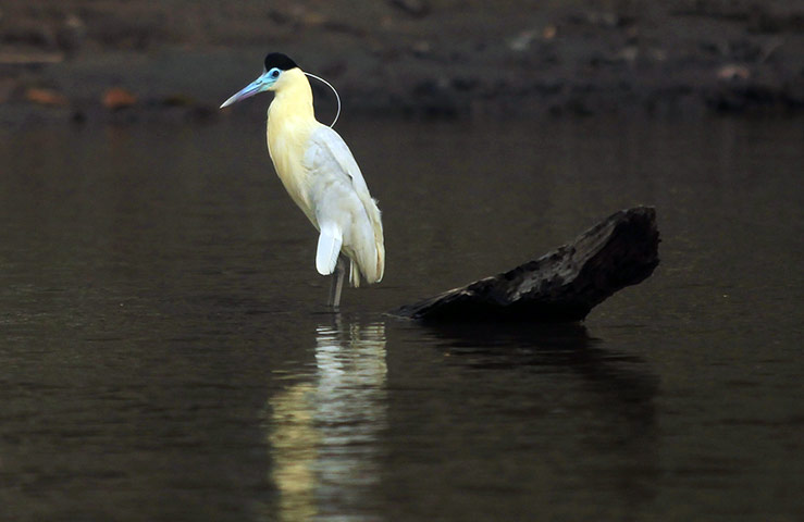 Week in wildlife: A capped heron