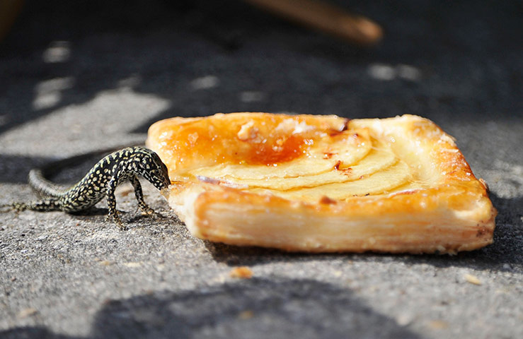 Week in wildlife: General Atmosphere - 68th Venice Film Festival