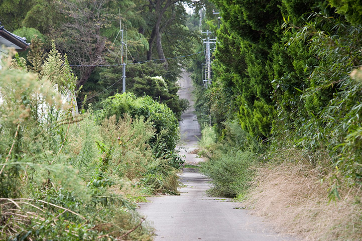 Return to Fukushima: Wild plants and trees in Fukushima