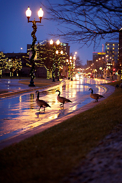 24 hours: Sioux Falls, South Dakota, USA: Three geese cautiously cross the street