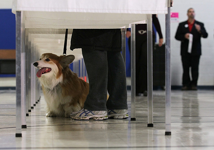 New Hampshire primary: A dog waits as its owner fills out a ballot New Hampshire