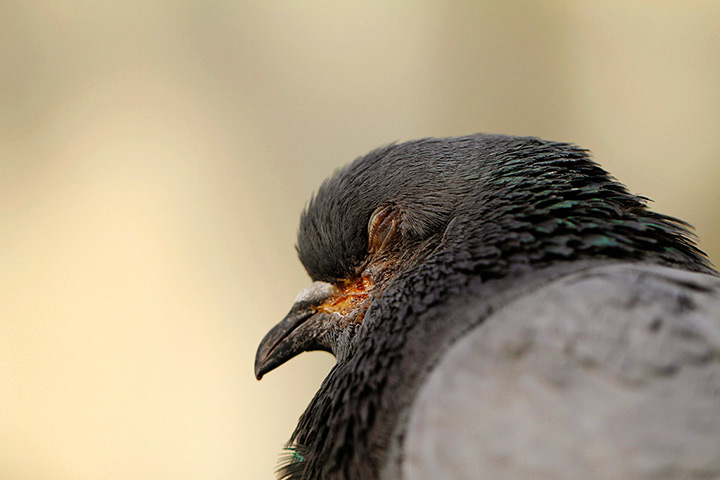 24 hours in pictures: A pigeon is seen sleeping in Katmandu, Nepal