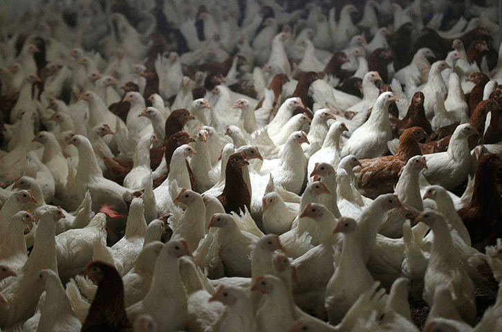 24 hours in pictures: Hen's are pictured at a chicken farm in Wuppertal