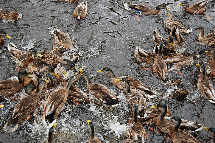 In pictures: : ducks