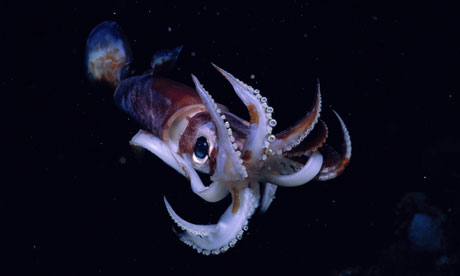An Illex squid.