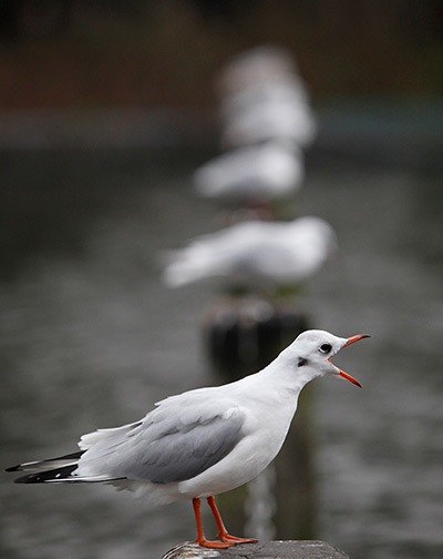 24 hours in pictures: Seagulls line up on posts sunk into the Serpentine Lake, London
