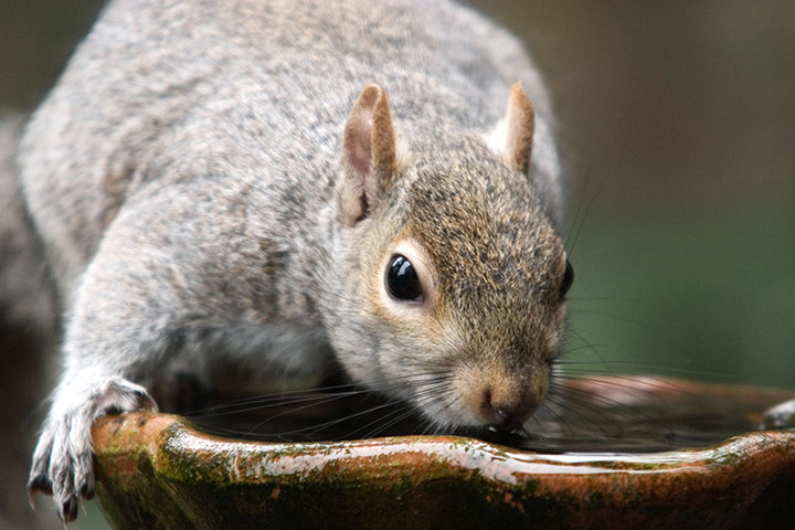 Invasive species: a grey squirrel drinking water from a pot