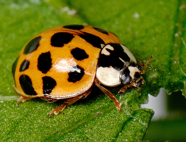 Invasive species: Harlequin ladybird