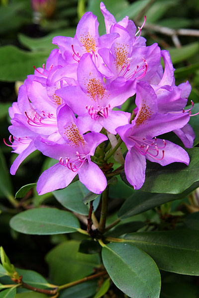 Invasive species: Rhododendron