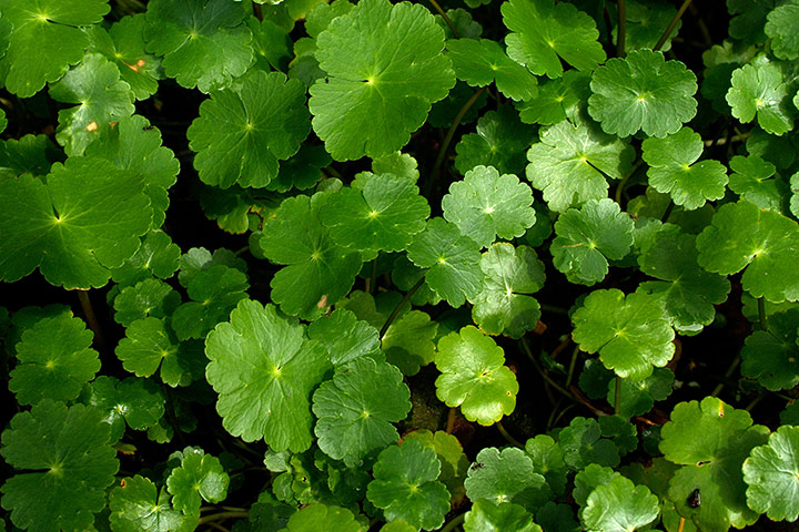 Invasive species: Floating Pennywort (Hydrocotyle ranunculoides)