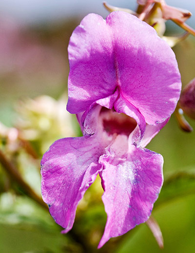 Invasive species: flower