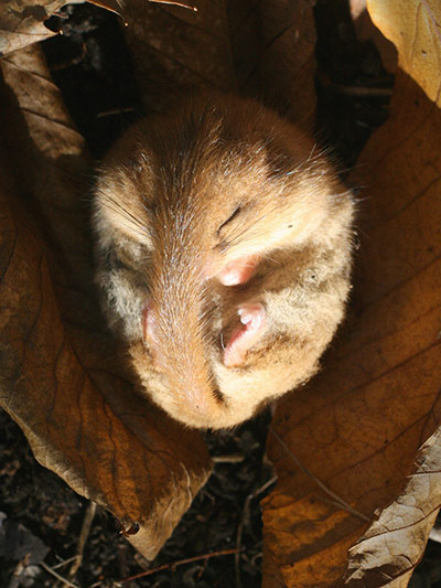 Week in Wildlife: elusive dormouse