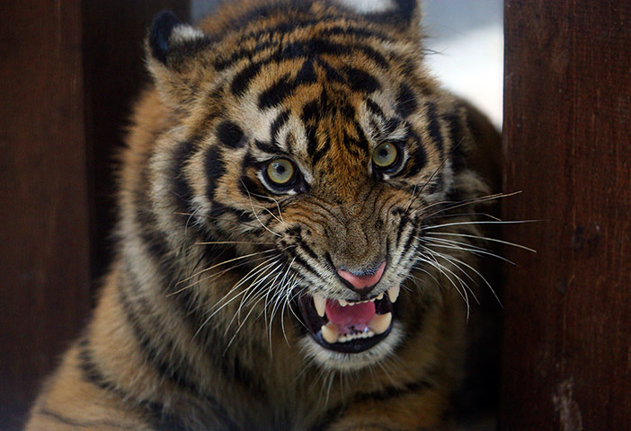 Week in Wildlife: An estimated two-year-old Sumatran tiger