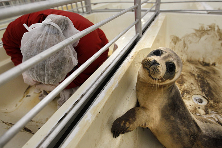 Week in Wildlife: Seal Sanctuary in Pieterburen