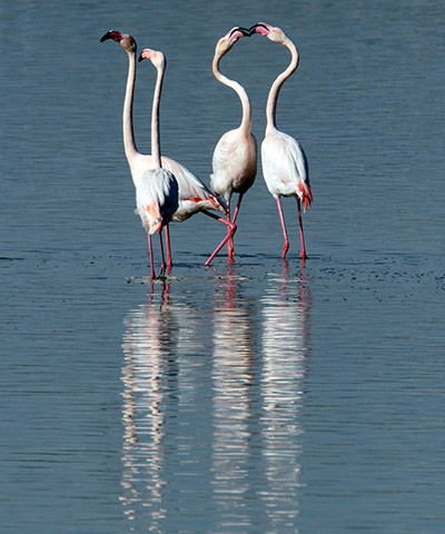 Week in Wildlife: Flamingos at Larnaca Salt Lake Cyprus