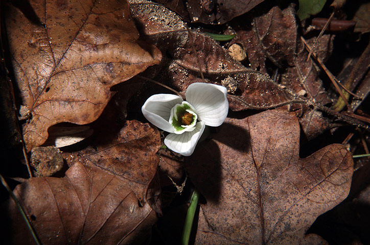 Week in Wildlife: Snowdrops Emerge Early Due To Mild Temperatures