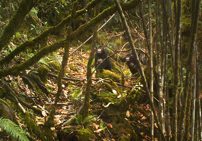 Week in Wildlife: newly discovered Myanmar Snub-Nosed Monkey, Kachin State, Myanmar 