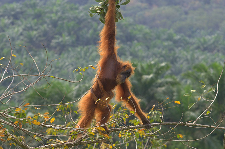 Week in Wildlife: Evacuation hundreds of orangutans into nearby forests
