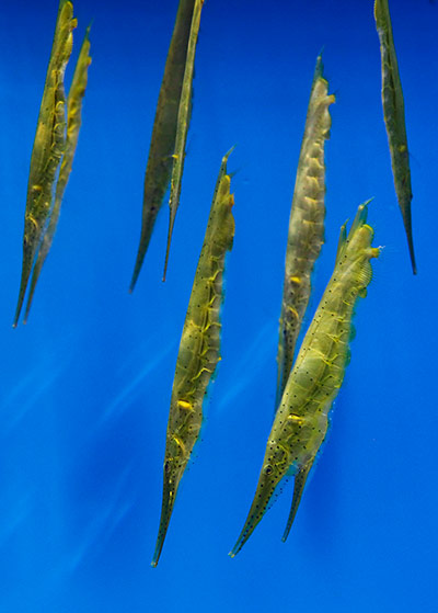 Week in Wildlife: Shrimpfish swim at the Two Oceans Aquarium in Cape Town