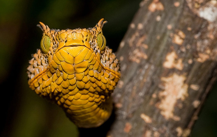 Week in Wildlife: newly discovered snake at an undisclosed location in Tanzania