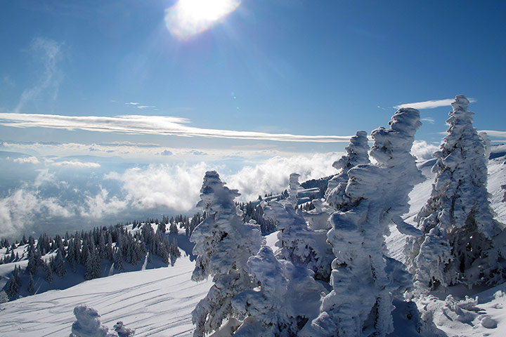 Week in Wildlife: Trees are covered with snow in the Jura mountains 