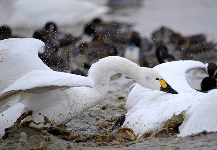 Week in Wildlife: Swan Sanctuary