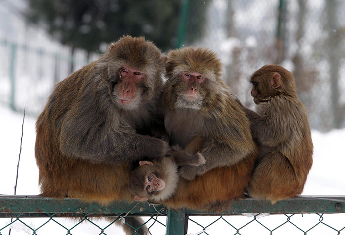 Week in Wildlife: A monkey family in Kashmir