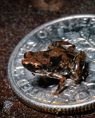 Week in Wildlife: Smallest frog