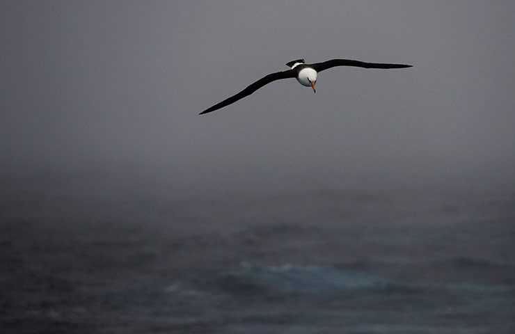 Week in Wildlife: A Black-Browed Albatross in flight as the Aurora Australis