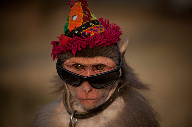 24 Hours: A dressed monkey at a roadside to earn money for his owner in Islamabad