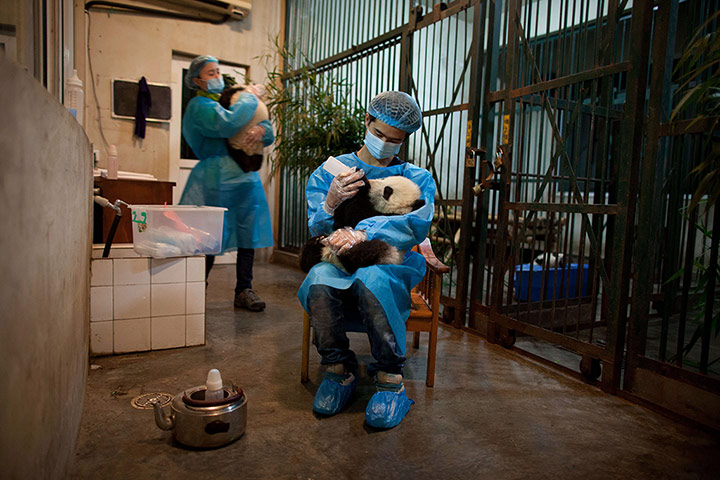 24 Hours: A panda keeper feeds a four-month-old cub at a Panda Research Base